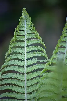 Filix: Fern