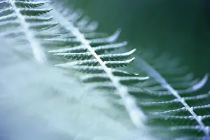 Filix: Fern