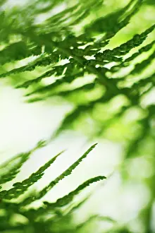 Filix: Fern