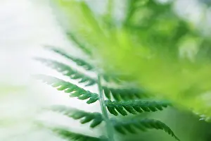 Filix: Fern