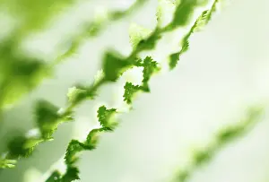 Filix: Fern