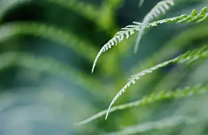 Filix: Fern