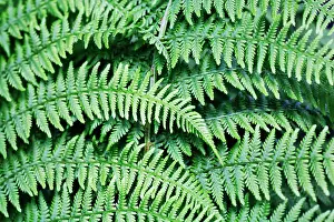 Filix: Fern