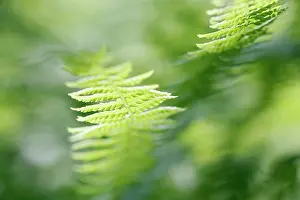 Filix: Fern