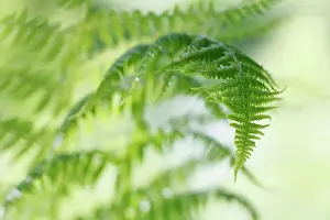 Filix: Fern