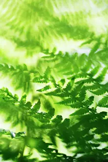 Filix: Fern