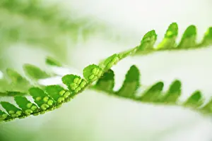 Filix: Fern