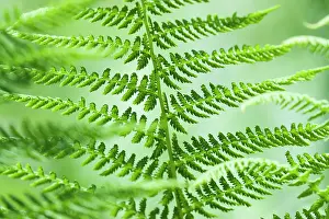 Filix: Fern