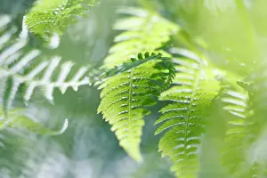 Filix: Fern