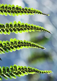 Filix: Fern