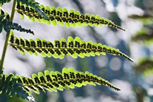 Filix: Fern