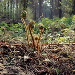 Fronds: Fern - male, fronds, unfurling