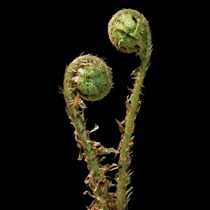 Uncurling: Fern - male, uncurling fronds