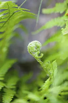 Flowerphotos: Fern, Mass of green coloured foliage growing wild