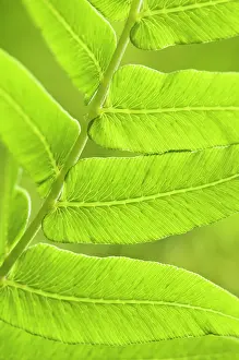 Regalis: Fern