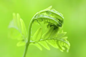 Bendy: Fern