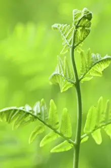 Bendy: Fern