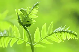 Supple: Fern