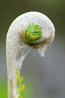 Regalis: Fern, Osmunda regalis, Foliage beginning to unfurl itself.-