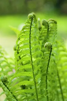 Matteuccia: Fern