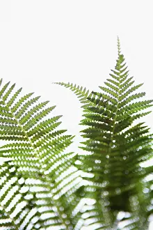 Matteuccia: Fern