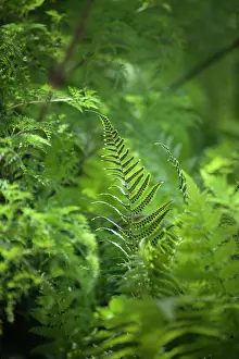 Matteuccia: Fern, Ostrich fern, Shuttlecock fern, Matteuccia