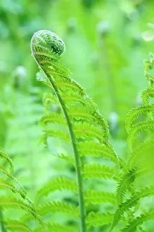 Matteuccia: Fern, Ostrich fern, Shuttlecock fern, Matteuccia