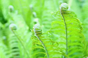 Matteuccia: Fern, Ostrich fern, Shuttlecock fern, Matteuccia