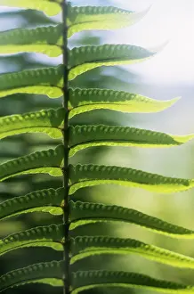 Ladder: Fern