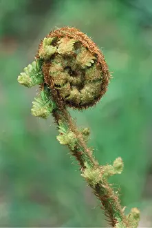 David C Dixon: Fern - shoot unfurling