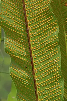 Spore: Fern showing spores