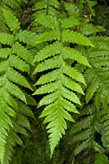 Humidity: Fern (Stegnogramma pozoi Syn.: Cyclosorus pozoi)