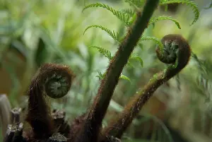 Antartica: Fern