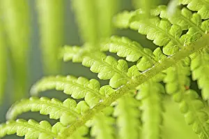 Antartica: Fern