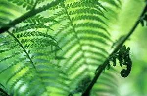 Antartica: Fern