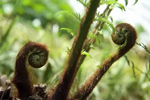 Antartica: Fern