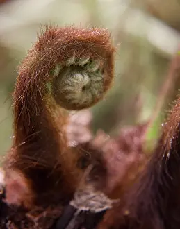 Antartica: Fern