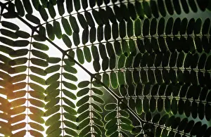 Antartica: Fern