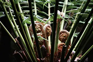 Antartica: Fern