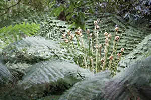 Antartica: Fern