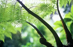 Curved: Fern