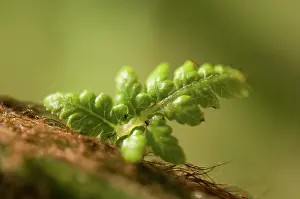 Connected: Fern