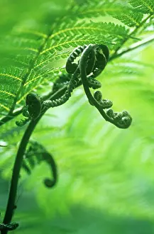 Curved: Fern