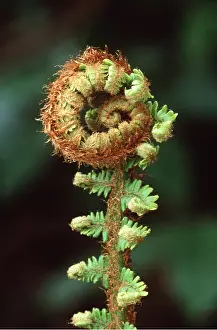 David C Dixon: FERN - unfurling stage