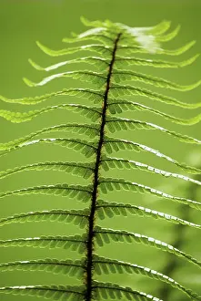 Wallichs: Fern
