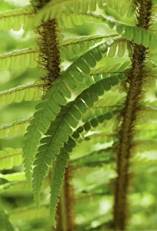 Wallichs: Fern