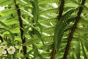Wallichs: Fern