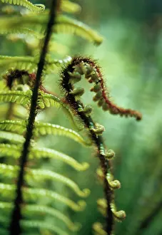 Wallichs: Fern