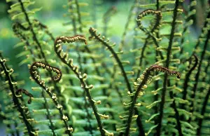 Wallichs: Fern