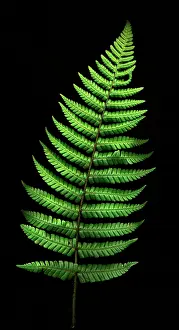 Wallichs: Fern